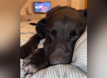 liebenswerter Oreo sucht klare Menschen