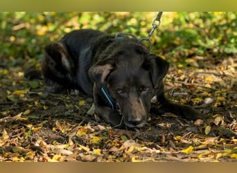 verschmuster Oreo sucht seinen Menschen