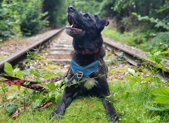 Oreo - aufgeweckter Schmusebär