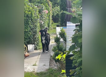 Fiete, Mischingsrüde