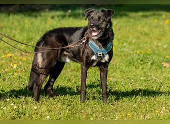 Liebenswerter Oreo sucht seine Menschen