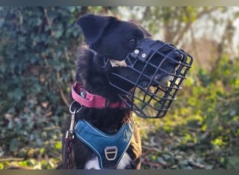 liebenswerter Oreo sucht klare Menschen
