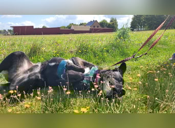 kuscheliger Oreo sucht seine Familie