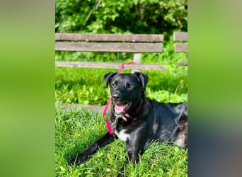 liebenswerter Oreo sucht klare Menschen