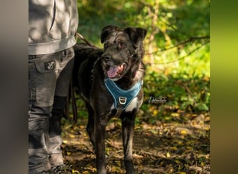 Schmusebär Oreo sucht seine Familie