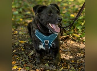 liebenswerter Oreo sucht klare Menschen