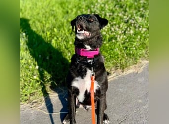 liebenswerter Oreo sucht klare Menschen