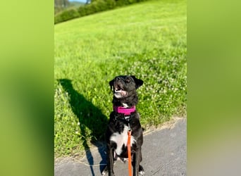 Liebenswerter Oreo sucht seine Menschen