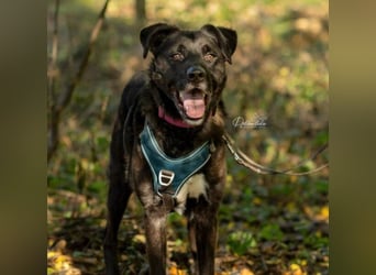 liebenswerter Oreo sucht klare Menschen
