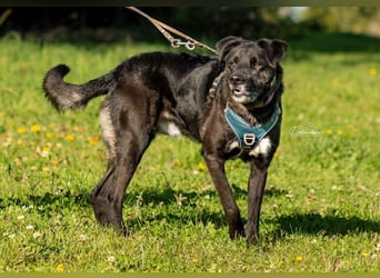 liebenswerter Oreo sucht klare Menschen