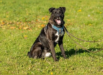 Schmusebär Oreo sucht seine Familie