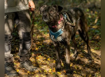 liebenswerter Oreo sucht klare Menschen