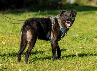 Schmusebär Oreo sucht seine Familie