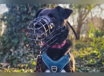 liebenswerter Oreo sucht klare Menschen