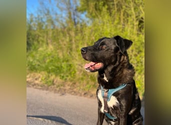 liebenswerter Oreo sucht klare Menschen