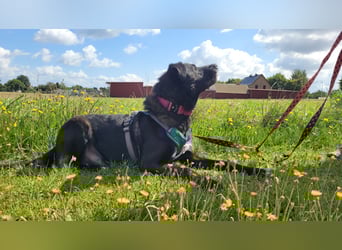 liebenswerter Oreo sucht klare Menschen