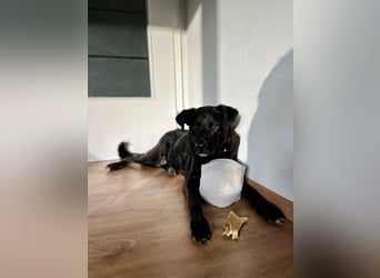 liebenswerter Oreo sucht klare Menschen