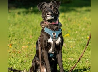 Schmusebär Oreo sucht seine Familie