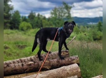 liebenswerter Oreo sucht klare Menschen