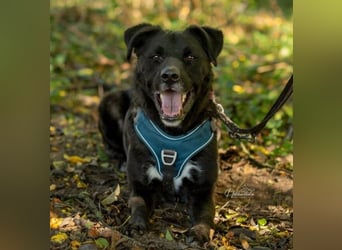 liebenswerter Oreo sucht klare Menschen