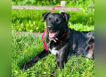 Schmusebär Oreo sucht seine Familie