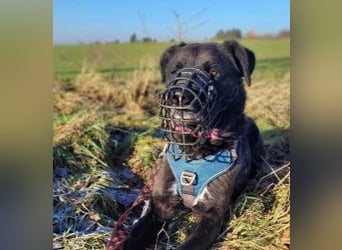 liebenswerter Oreo sucht klare Menschen