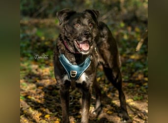 liebenswerter Oreo sucht klare Menschen