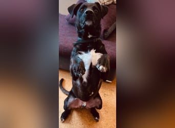 kuscheliger Oreo sucht seine Familie