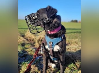 Oreo - aufgeweckter Schmusebär