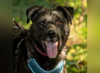 liebenswerter Oreo sucht klare Menschen