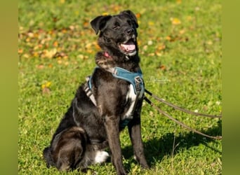 liebenswerter Oreo sucht klare Menschen