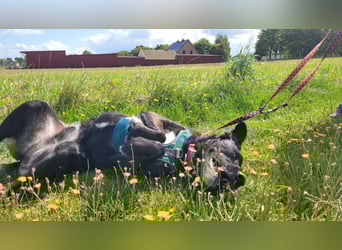 Schmusebär Oreo sucht seine Familie