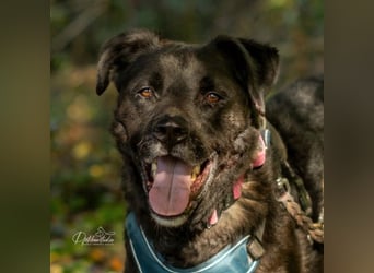 Oreo - liebevoller Schmusebär