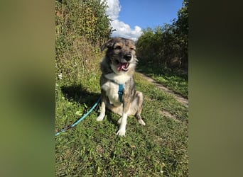 Ernie – gutmütig, freundlich und voller Lebensfreude