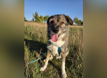 Ernie – gutmütig, freundlich und voller Lebensfreude