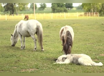 BARNEY sucht SEIN Zuhause!