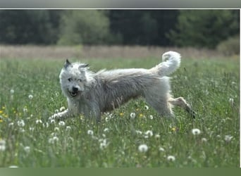 BARNEY sucht SEIN Zuhause!