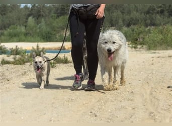 BARNEY sucht SEIN Zuhause!