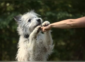 BARNEY sucht SEIN Zuhause!