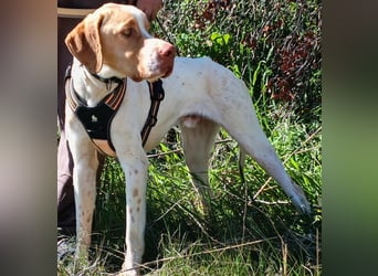 RUSSEL sucht ein zu Hause