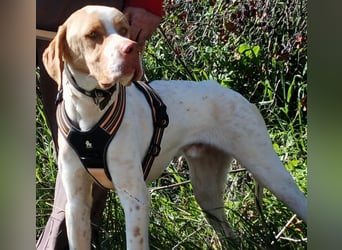 RUSSEL sucht ein zu Hause