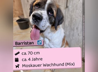 Barristan