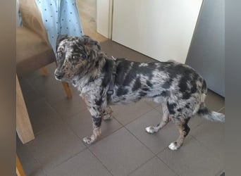 JERRY - aufgeweckter Rüde sucht erfahrenes Zuhause