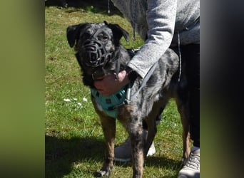 JERRY - aufgeweckter Rüde sucht erfahrenes Zuhause