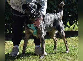 JERRY - aufgeweckter Rüde sucht erfahrenes Zuhause