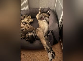 MYCROFT - lernwilliger, aufgeweckter Jungrüde sucht dringend neues Zuhause