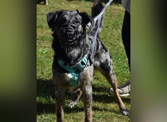 JERRY - aufgeweckter Rüde sucht erfahrenes Zuhause