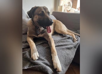 MYCROFT - lernwilliger, aufgeweckter Jungrüde sucht dringend neues Zuhause
