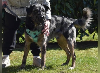 JERRY - aufgeweckter Rüde sucht erfahrenes Zuhause