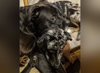 JERRY - aufgeweckter Rüde sucht erfahrenes Zuhause